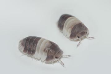 Cubaris sp.  "Panda King" beschikbaar voor biedingen