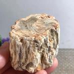 Prachtig versteend Araucariahout uit Madagaskar. (H), Verzenden, Fossiel