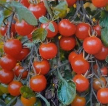 Zaden kerstomaat Seker  beschikbaar voor biedingen