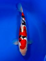 VHQ Jumbo Tosai Doitsu Sanke 40cm Japanse koi, Dieren en Toebehoren, Vissen | Vijvervissen, Karper of Koi