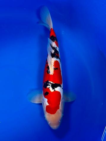 VHQ Jumbo Tosai Doitsu Sanke 40cm Japanse koi beschikbaar voor biedingen