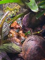 Ameerega trivitatta 2 streep. (Suriname), Dieren en Toebehoren, Reptielen en Amfibieën, Amfibie