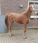 D pony jaarling, Dieren en Toebehoren, Pony's, Dressuurpony, Hengst, Onbeleerd, Gechipt