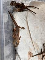 Jonge baardagamen , normaal en leatherback., Dieren en Toebehoren, 0 tot 2 jaar
