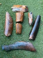 Leuke set mammoet slagtand ( ivoor), Verzamelen, Mineralen en Fossielen, Ophalen of Verzenden, Fossiel