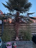 Mooie Palmboom te koop, Volle zon, Bloeit niet, Ophalen of Verzenden, 250 tot 400 cm