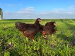 Jonge tamme Rhode Island red gesekst en ingeënt, Dieren en Toebehoren, Pluimvee, Vrouwelijk, Kip