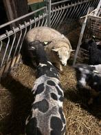 Dekramnen te koop, Mannelijk, Geit