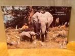 Ansichtkaart : olifant en jong, Verzamelen, Ansichtkaarten | Dieren, Ophalen of Verzenden, 1980 tot heden, Gelopen, Wild dier