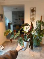 Begonia maculata, Huis en Inrichting, Kamerplanten, Overige soorten, Minder dan 100 cm, Bloeiende kamerplant, Halfschaduw