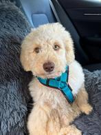 Labradoodle Multigen Pups puppy jonge hond Doodle Labrador, Dieren en Toebehoren, Rabiës (hondsdolheid), 15 weken tot 1 jaar, Overige rassen