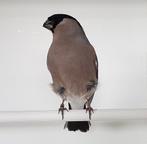 Gezocht goudvink pop, Dieren en Toebehoren, Vogels | Overige Vogels, Vrouwelijk, Wildzangvogel