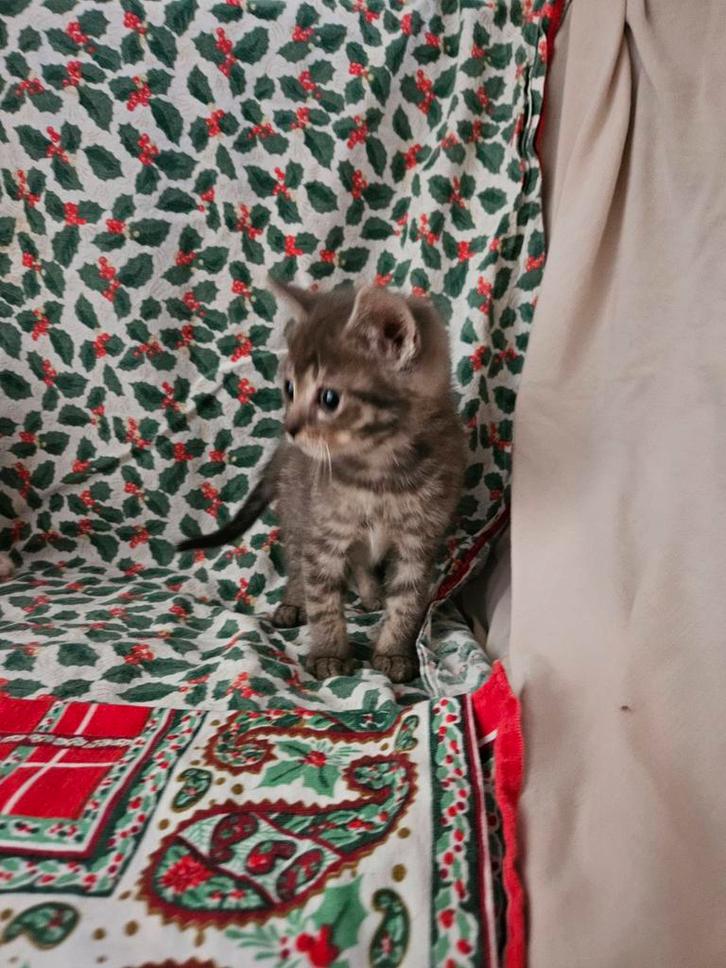 Schattige kittens, 8 weken, Dieren en Toebehoren, Katten en Kittens | Overige Katten, Kortharig, Meerdere dieren, 0 tot 2 jaar