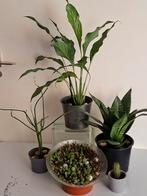 Kamerplanten en cactus, Ophalen, Halfschaduw, Minder dan 100 cm, Groene kamerplant