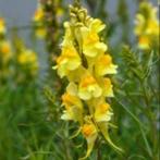 leeuwenbek vlasbekje, Tuin en Terras, Vaste plant, Halfschaduw, Zomer, Ophalen