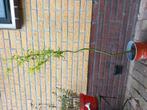Kronkelwilg in pot -Wilg, Tuin en Terras, Ophalen, In pot, Volle zon, Overige soorten