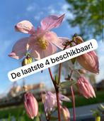 Akelei stekken: diverse kleuren - Aquilegia vulgaris Heidi, Volle zon, Tweejarig, Lente, Ophalen