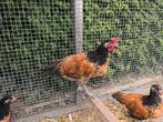Vorwerk haan, Dieren en Toebehoren, Pluimvee, Mannelijk, Kip