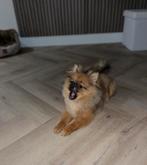 Pomeriaan dekreu                             (NIET TE KOOP)!, Dieren en Toebehoren, Reu, CDV (hondenziekte), 1 tot 2 jaar, Eén hond