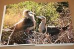 Vogel Fotografie rijk geïllustreerd, Boeken, Ophalen of Verzenden, Gelezen