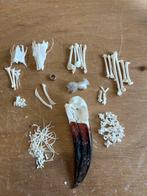 Schedel/skelet Aulacorhynchus haematopygus, Verzamelen, Dierenverzamelingen, Ophalen of Verzenden, Nieuw, Vogel, Schedel