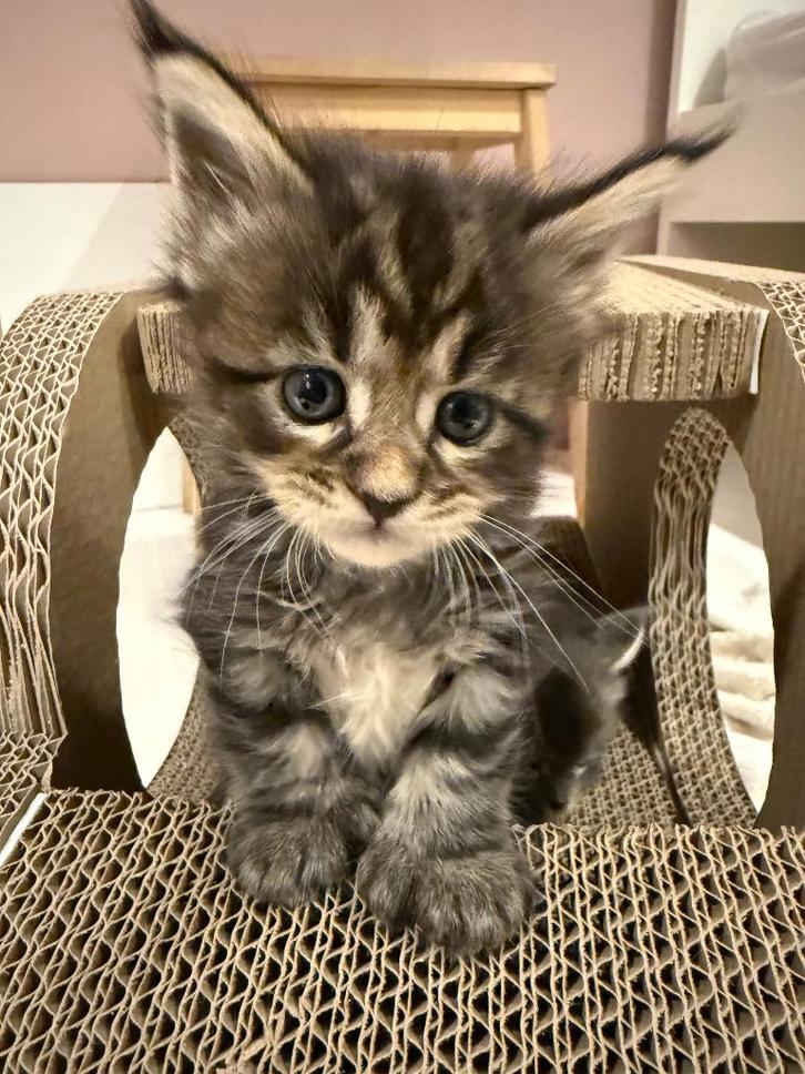 Main Coon kittens met stamboom, Dieren en Toebehoren, Katten en Kittens | Raskatten | Langhaar, Geslacht onbekend, 0 tot 2 jaar