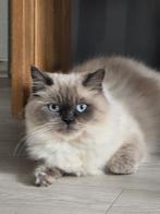 Voor meer informatie kunt u een bericht sturen., Dieren en Toebehoren, Katten en Kittens | Overige Katten