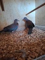 Senegaal duiven, Meerdere dieren, Overige soorten