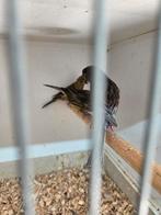 Grote  kanaries cobalt, Meerdere dieren, Kleurkanarie