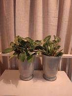 Huisjamer planten plant in pot bloempotten - set van 2, Tuin en Terras, Bloempotten, Gebruikt, Rond, Aardewerk, Tuin