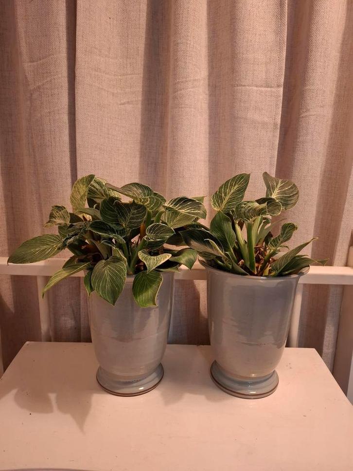 Huisjamer planten plant in pot bloempotten - set van 2, Tuin en Terras, Bloempotten, Gebruikt, Aardewerk, Binnen, Balkon, Tuin