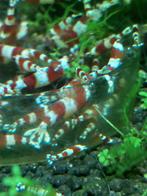 Prachtige Crystal Red garnaaltjes, Dieren en Toebehoren, Kreeft, Krab of Garnaal, Zoetwatervis, Schoolvis