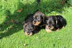 Prachtige ruwharige dwerg teckel pups, Dieren en Toebehoren, Honden | Teckels en Dashonden, Nederland, CDV (hondenziekte), 8 tot 15 weken