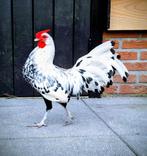 Silver hamburg spangled haan te koop (kriel haan), Dieren en Toebehoren, Mannelijk, Kip