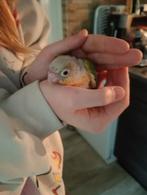 Pyhurra baby, Parkiet, Geringd