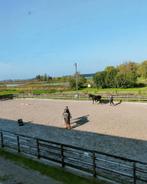 1 plekje bij Stal van Lent Zevenhoven vrij, Dieren en Toebehoren, Stalling en Weidegang, Weidegang, 2 of 3 paarden of pony's