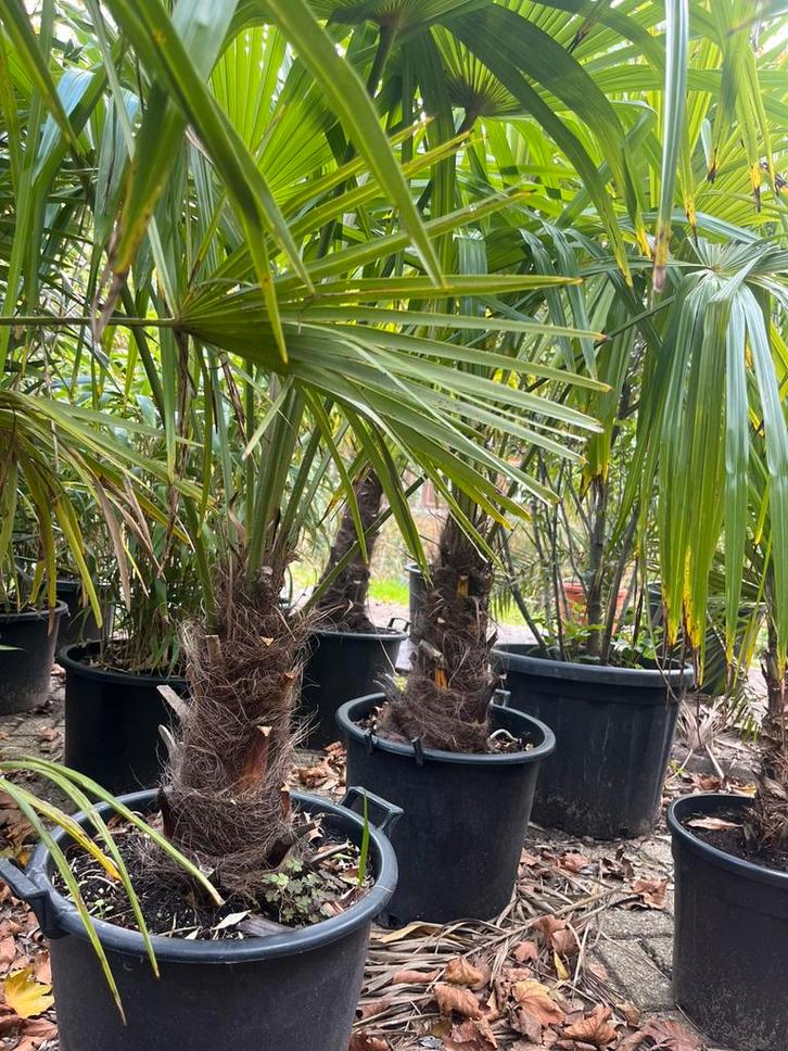 Trachycarpus fortunei 200cm – sterk & winterhard, Tuin en Terras, Planten | Tuinplanten, Overige soorten, Halfschaduw, Ophalen
