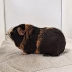 Mooie, lieve US-Teddy cavia beer, Cavia, Mannelijk, Juli, Tam