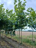 Plataan, Tuin en Terras, Planten | Bomen, Ophalen, Volle zon, Overige soorten