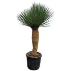 Yucca rostrata AAA kwaliteit, kom met Pasen naar onze kas !, Vaste plant, Ophalen of Verzenden