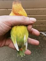 Prachtige brr agapornis personata geel man, Dieren en Toebehoren, Vogels | Parkieten en Papegaaien, Mannelijk, Dwergpapegaai of Agapornis