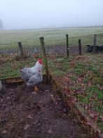 Amrock Haan + hen, Meerdere dieren, Kip