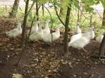 Vorster eenden, Dieren en Toebehoren, Pluimvee, Meerdere dieren, Eend