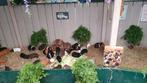 Jonge cavia beertjes van 5 a 6 weekjes jong, Dieren en Toebehoren, Knaagdieren, Cavia, Mannelijk, Mei, Tam