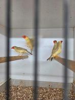 Vele vogels morgen geopend, Dieren en Toebehoren, Vogels | Overige Vogels, Meerdere dieren, Tropenvogel