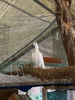 Wener hoogvlieger koppel, Dieren en Toebehoren, Vogels | Duiven, Meerdere dieren, Overige soorten