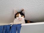 Twee lieve katjes zoeken een fijn plekje!, Dieren en Toebehoren, Katten en Kittens | Overige Katten