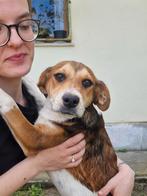 Pup Leyla, Dieren en Toebehoren, Particulier, 15 weken tot 1 jaar, Buitenland, Teef