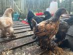 Brahma hennen, Keuze is Reuze !Aanbieding, Dieren en Toebehoren, Pluimvee, Vrouwelijk, Kip
