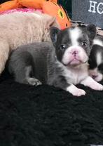 🥰Prachtige unieke combinatie x fluffy franse bulldog pups🥰, Bulldog, Meerdere, Meerdere dieren, Nederland